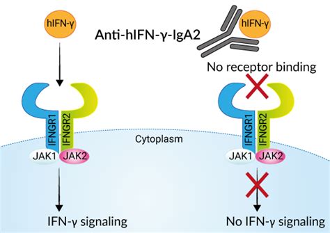 mlfng|Human IFN.